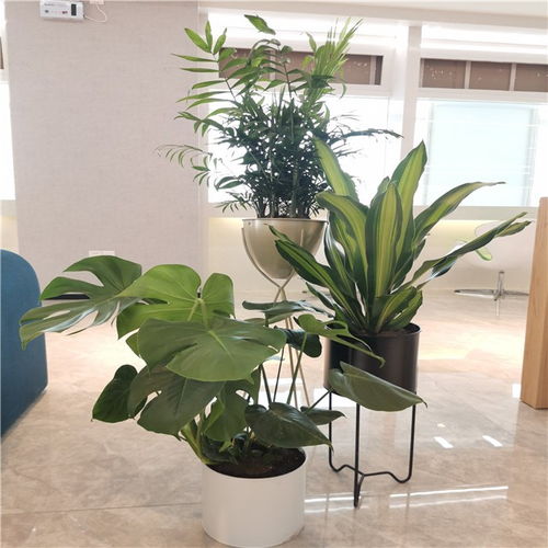 綠色生產(chǎn)力 天津機械設備企業(yè)的綠植租擺之道